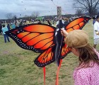 Monarch Butterfly