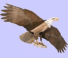 Jackite Eagle