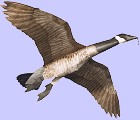 Jackite Canada Goose