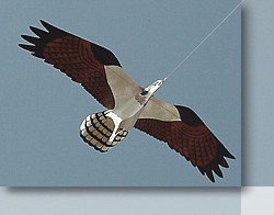 Jackite Osprey