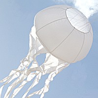 Jellyfish