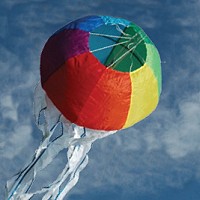 Rainbow Jellyfish
