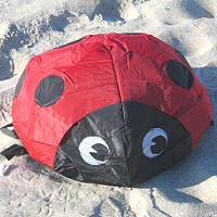 Bouncing Ladybug