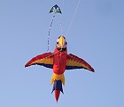 9ft Macaw