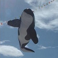 8ft Killer Whale