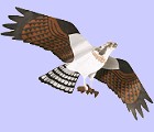 Jackite Osprey
