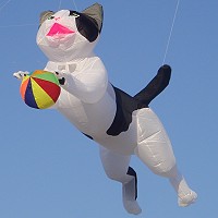 Playfull Cat Domino