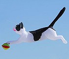 Playfull Cat