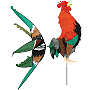 Morning Rooster