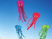 Opie octopi