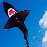 Shark