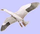 Jackite Snow Goose