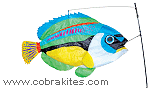 Swimming Fish