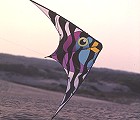 Ventura Rainbow Fish