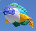8ft Peacock Wrasse