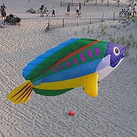 8ft Peacock Wrasse
